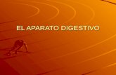 EL APARATO DIGESTIVO. La función del aparato digestivo es realizar la digestión Es el proceso mediante el cual las moléculas que forman parte de los alimentos.