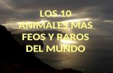 LOS 10 ANIMALES MAS FEOS Y RAROS DEL MUNDO. ANIMAL 1.