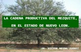 LA CADENA PRODUCTIVA DEL MEZQUITE, EN EL ESTADO DE NUEVO LEON. SR. VICTOR REYNA JUÁREZ.