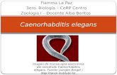 Fiamma La Paz 3ero. Biología – CeRP Centro Zoología I – Docente Alba Bentos Caenorhabditis elegans Imagen de microscopía electrónica del nemátodo Caenorhabditis.