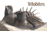 Los TRILOBITES Clase TRILOBITA (Cámbrico-Pérmico) División en tres lóbulos Organismos característicos del paleozoico. Exoesqueleto quitinoso.