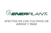 EFECTOS EN LOS CULTIVOS DE ARROZ Y MAÍZ. Efecto de ENERPLANT en el cultivo de arroz Responsable: CAI Sergio González,UBPC Neda. Localidad : Provincia.