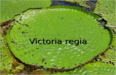 Victoria regia La Victoria regia, también llamada Victoria amazónica, es un lirio o nenúfar de agua, es el más grande de todos los lirios de agua.