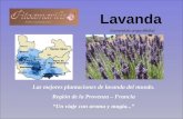 Lavanda (Lavandula angustifolia) Las mejores plantaciones de lavanda del mundo. Región de la Provenza – Francia Un viaje con aroma y magia...