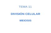 DIVISIÓN CELULAR MEIOSIS TEMA 11. PROFASE I.