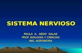 SISTEMA NERVIOSO PAULA A. AEDO SALAS PROF. BIOLOGIA Y CIENCIAS ING. AGRONOMA.