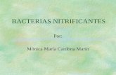 BACTERIAS NITRIFICANTES Por: Mónica María Cardona Marín.