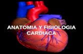 ANATOMIA Y FISIOLOGIA CARDIACA. El corazón es el órgano principal del aparato circulatorio. Es un músculo estriado hueco que actúa como una bomba aspirante.