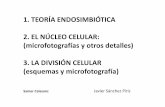 T. EndosimbióTica, NúCleo Celular Y DivisióN Celular 2º Bto