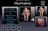 Cuerpo Humano El cuerpo humano es la estructura física y material del cuerpo humano Definición Ayuda Salir 2 1 4 3 6 5 7 8.