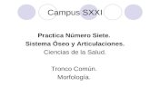Campus SXXI Practica Número Siete. Sistema Óseo y Articulaciones. Ciencias de la Salud. Tronco Común. Morfología.