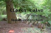 Ciprés calvo Taxodium distichum. Principales características - Conífera de hoja caduca. Es de las pocas especies de coníferas que tiran las hojas cada.