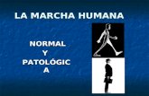 LA MARCHA HUMANA NORMAL NORMALYPATOLÓGICA. Introducción Objetivos de la MRHB --> Reparar o Sustituir los Hitos Evolutivos Perdidos con la Enfermedad Objetivos.