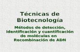 Técnicas de Biotecnología Métodos de detección, identificación y cuantificación de moléculas en Recombinación de ADN.