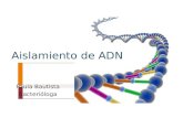 Aislamiento de ADN Paula Bautista Bacterióloga. Métodos de aislamiento de ADN El aislamiento o extracción de ADN es el punto crucial en Biología Molecular.