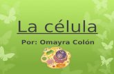 La célula Por: Omayra Colón. ¿Qué es la célula? La célula es la estructura básica de construcción de los seres vivos. Todos los seres vivos se componen.