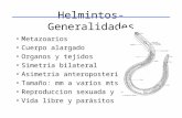 Helmintos- Generalidades Metazoarios Cuerpo alargado Organos y tejidos Simetria bilateral Asimetria anteroposterior Tamaño: mm a varios mts Reproduccion.