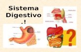 Sistema Digestivo.!. Los organismos vivos, unicelulares o pluricelulares, realizan distintos procesos que requieren energía, la que se encuentra en el.