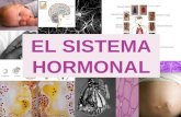 EL SISTEMA HORMONAL. ÍNDICE: REGULACIÓN Y COORDINACIÓN HORMONAS DE LOS INVERTEBRADOS HORMONAS DE LOS VERTEBRADOS - Sistema Endocrino - Eje hipotálamo-hipófisis.