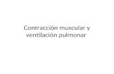 Contracción muscular y ventilación pulmonar. Contracción muscular.
