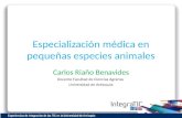 Especialización médica en pequeñas especies animales Carlos Riaño Benavides Docente Facultad de Ciencias Agrarias Universidad de Antioquia.