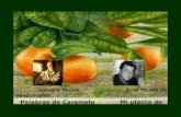 Gonzalo Moure José Mauro de Vasconcelos Palabras de Caramelo Mi planta de naranja lima.