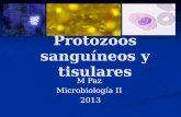 Protozoos sanguíneos y tisulares M Paz Microbiología II 2013.