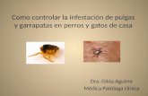 Como controlar la infestación de pulgas y garrapatas en perros y gatos de casa Dra. Gilda Aguirre Médica Patóloga clínica.