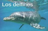 Los delfines. ¿Que sabemos de los delfines? Son peces Son los más rápidos Son muy buenos TIENEN ALETAS y ESCAMAS RESPIRAN POR UN AGUJERO Se pelean con.