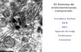 El Sistema de endomembranas comprende: Envoltura Nuclear RER REL Aparato de Golgi Endosomas Lisosomas.