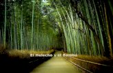 El Helecho y el Bambú Un día decidí darme por vencido. Renuncié a mi trabajo, a mi relación, a mi espiritualidad.
