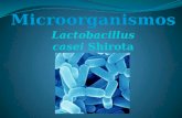 Introducción En este tema sabremos lo que es el microorganismo Lactobacillus casei shirota nos daremos cuenta de lo tan importante que es consumir este.
