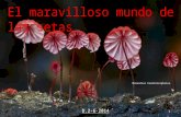 Marasmius haematocephalus. El maravilloso mundo de las setas 1 D.2-6-2014.