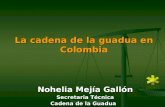 La cadena de la guadua en Colombia Nohelia Mejía Gallón Secretaria Técnica Cadena de la Guadua.