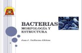 Bacterias (2)