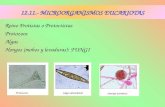 12.11.- MICROORGANISMOS EUCARIOTAS Reino Protistas o Protoctistas Protozoos Algas Hongos (mohos y levaduras): FUNGI.