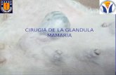 CIRUGIA DE LA GLANDULA MAMARIA. Tumores de la glándula mamaria (TGM) es el más frecuente en la hembra canina y el tercer más frecuente en la gata TGM.
