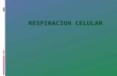 Respiracion- Celular.pptx