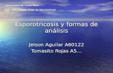 Esporotricosis y formas de análisis Jeison Aguilar A60122 Tomasito Rojas A5… Universidad de Costa Rica Enf. I nfecciosas: Parte de Microbiologia.