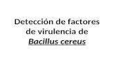 Bacillus cereus Detección de factores de virulencia de Bacillus cereus.