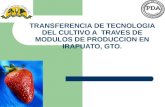 TRANSFERENCIA DE TECNOLOGIA DEL CULTIVO A TRAVES DE MODULOS DE PRODUCCION EN IRAPUATO, GTO.