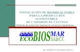 INSTALACIÓN DE BIORREACTORES PARA LA PRODUCCIÓN SUSTENTABLE DE CAMARÓN DE CULTIVO Sistemas de producción masivas de consorcios bacterianos. DR. ROBERTO.