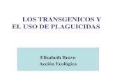 LOS TRANSGENICOS Y EL USO DE PLAGUICIDAS Elizabeth Bravo Acción Ecológica.