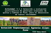 Estación Experimental Agraria Illpa-Puno MINISTERIO DE AGRICULTURA Instituto Nacional de Innovación Agraria Vidal Apaza Mamani Actividad: 5.1.2 Selección.