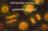 División celular y gametogenesis