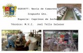 GGAVATT: Noria de Camarena Irapuato Gto. Especie: Caprinos de leche Técnico: M.V.Z. Joel Tello Salazar.