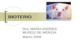 BIOTERIO Dra. MARÍA ANDREA MUÑOZ DE MÉRIDA. Marzo 2009.