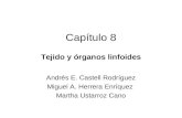 Capítulo 8 Tejido y órganos linfoides Andrés E. Castell Rodríguez Miguel A. Herrera Enríquez Martha Ustarroz Cano.