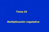 Tema 23 Multiplicación vegetativa. Clon Material genéticamente uniforme derivado de un mismo individuo y que se propaga por sistemas vegetativos.