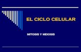 EL CICLO CELULAR MITOSIS Y MEIOSIS. Ciclo Celular Ciclo celular eucariota ( Definición de mitosis) Fases del ciclo celular Regulación del ciclo celular.